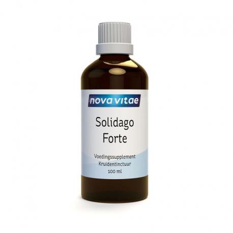 Solidago forte