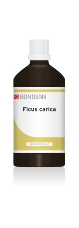 Ficus carica