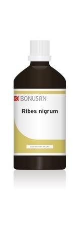 Ribes nigrum